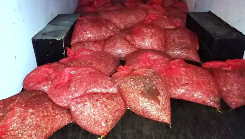 Samsun’da 1,5 Ton Kaçak Midye Ele Geçirildi: Sağlık Tehlikesi Oluşuyor