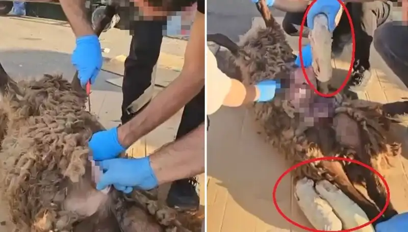 Zehir Tacirlerinin Şok Edici Oyunu: Ölü Koyunun Karnından Çıkanlar