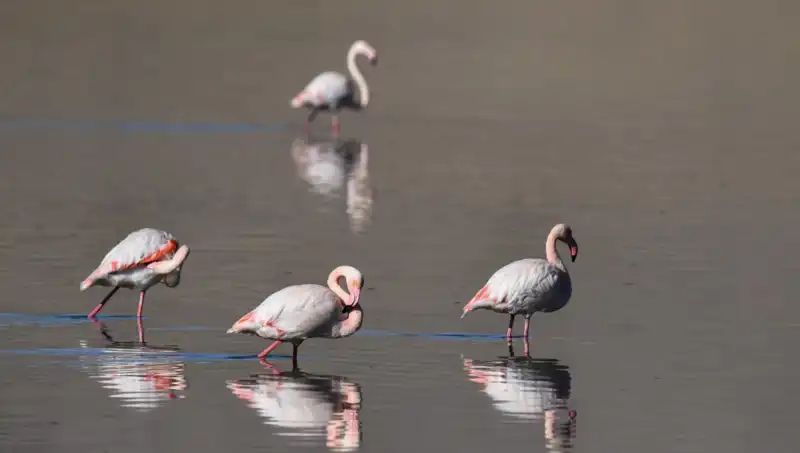Kuş Cennetinde Kuraklık Etkisi: Flamingo Sayısı Neden Düşüyor?