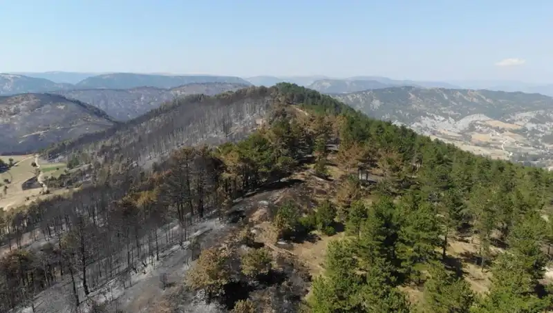 Bolu'da 5 Milyondan Fazla Fidan, Doğa ile Buluşuyor