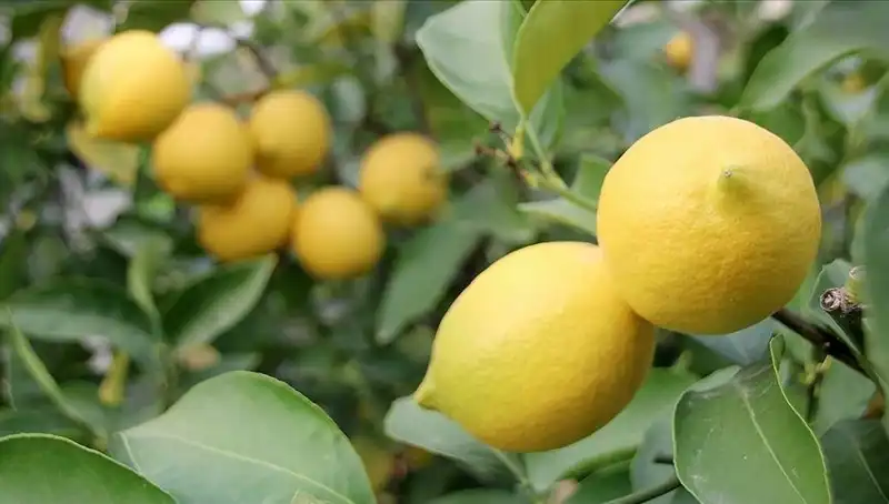 Limon Fiyatları Yükseliyor: Toptan 24 Lira ile Yeni Rekor!