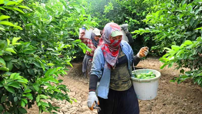 Marketlerde Patates Fiyatları Düşüyor: Hasat Zamanı Geldi!