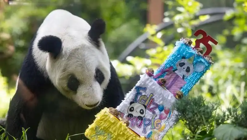 Dev Panda Xin Xin, 35'inci Yaşını Görkemli Bir Şekilde Kutladı