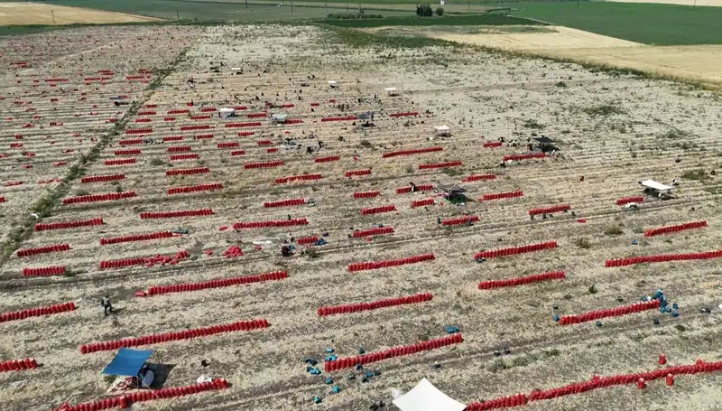Tarlada Domates Fiyatları Düşerken, Çiftçiler 40 Derecede Zorlu Çalışma İçinde
