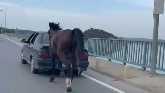 Adana’da Şok Eden Olay: Ata Eziyet Eden Kişi Tutuklandı