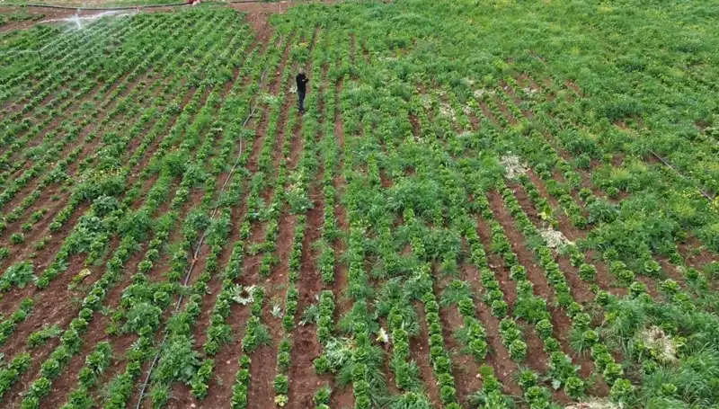 Kuraklık, Marul Hasadını Vurun Koydu: Üreticiler Zor Günler Geçiriyor