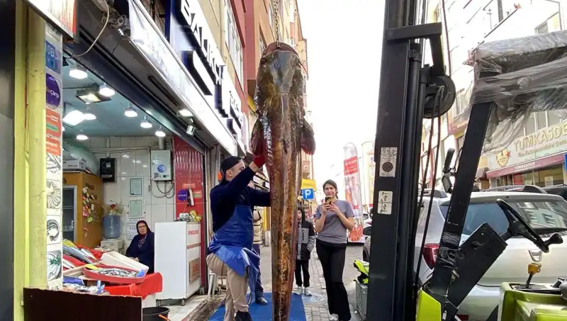 Meriç Nehri'nde Yakalanan Dev Balık, 3 Metre Uzunluğunda!