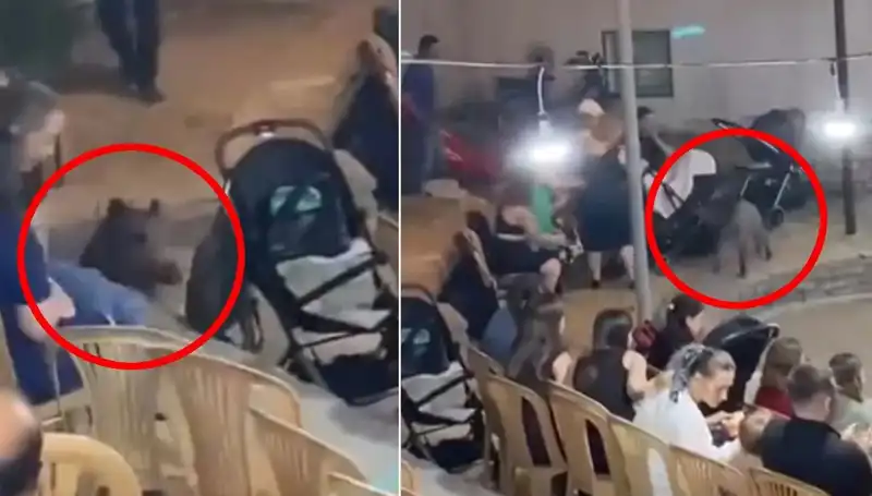 Düğün Günü Yaban Domuzu Saldırısı: Konuklar Panik İçinde!