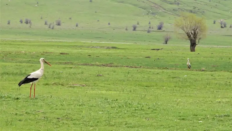Muş Ovası’na Leyleklerin Geri Dönüşü: Doğanın Yeniden Canlanışı