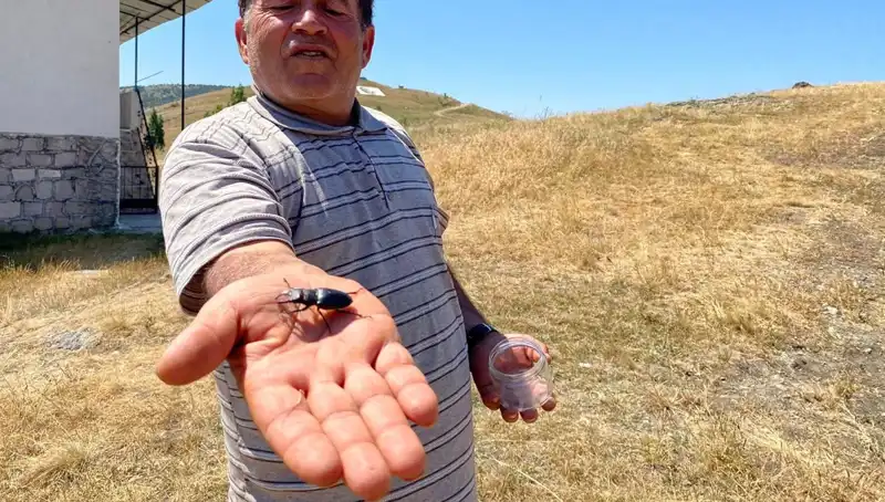 Sivas'ta Sıradışı Ölüm Cezası: Bu Böceği Öldürmek 557 Bin TL!