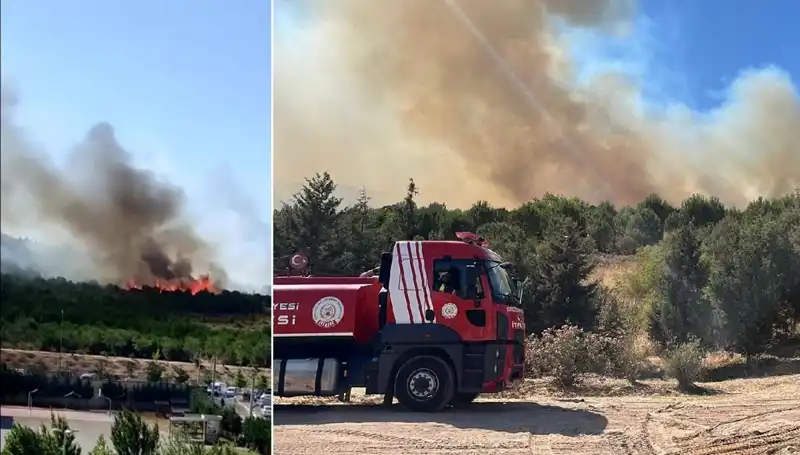 Gebze’deki Orman Yangını: Doğa ve Hayvanlar Tehlikede