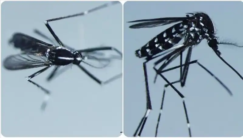Chikungunya Virüsü: Salgının Yaygın Olduğu Ülkeler ve Belirtileri Neler?