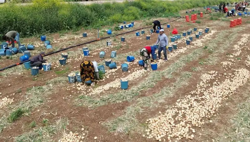 Yerli Soğan Hasadı Başladı: Fiyatlar Düşüşe Geçti, Tüketici Yüzde 30 Daha Az Ödeyecek!