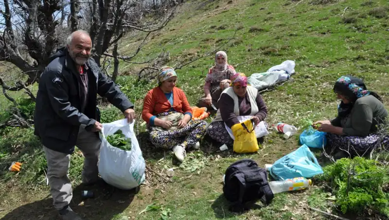 Yüzlerce Ailenin Geçim Kaynağı: Kilosu 250 Lira Olan Yüksek Fiyatlı Bitki