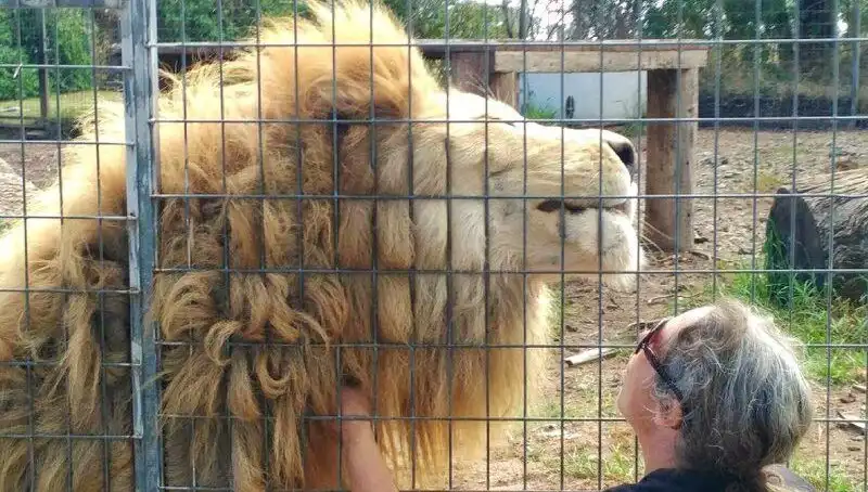 Avustralya'da Kafesteki Aslan Kadının Kolunu Kaptı! Şok Edici Anlar