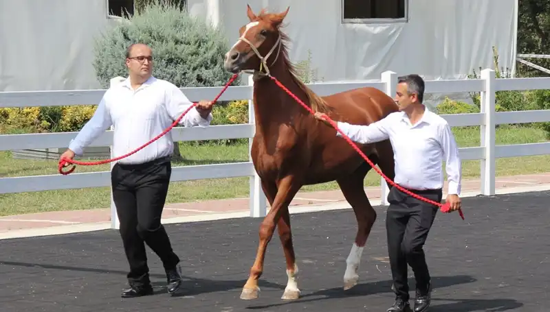 Taşkın Kral'ın Rekorları: Doğanın Gücünü ve Yarattığı Yıkımı Keşfedin